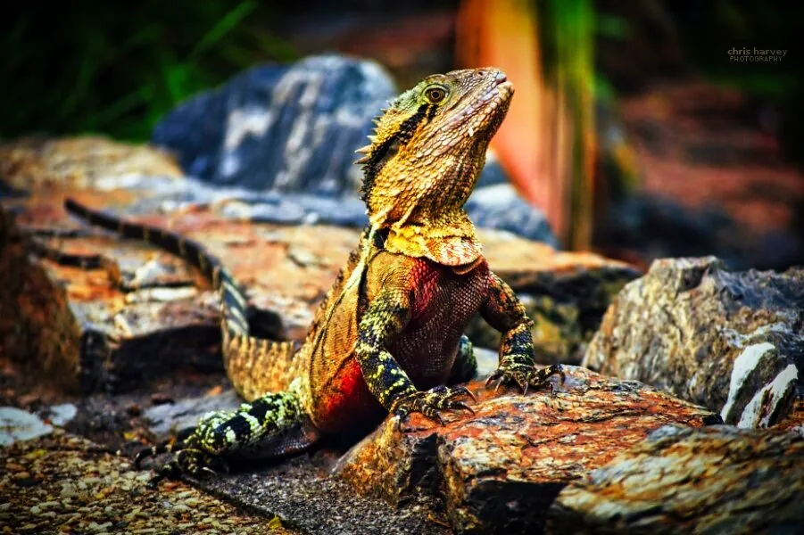 Nature photography by Chris Harvey